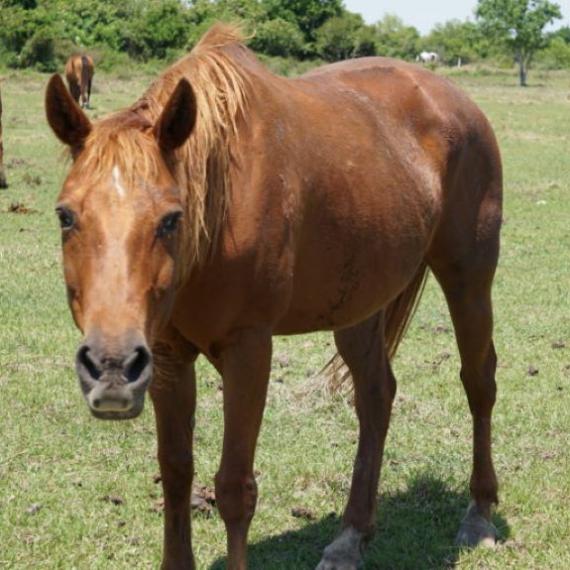 medium shot of Shasha, a Sorrel Quarter Horse