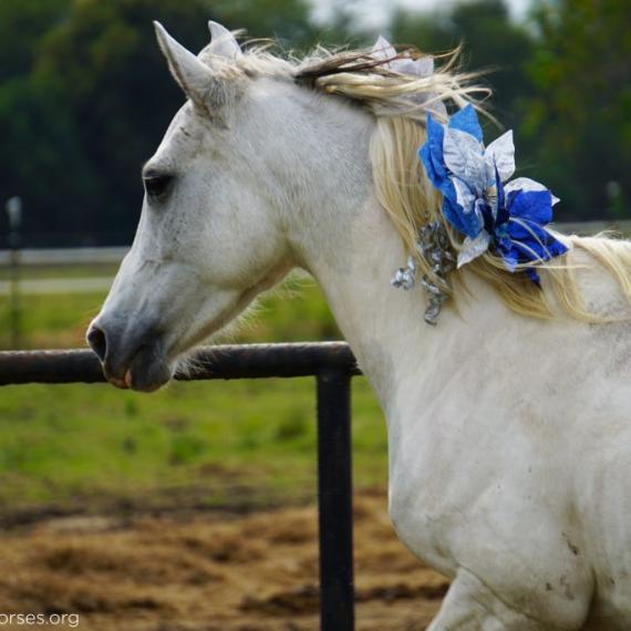 Aria, a white horse with a flower