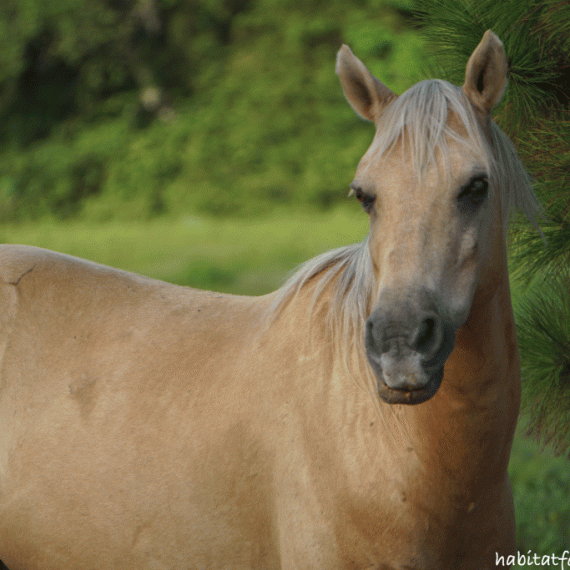 Barney, the palomino horse