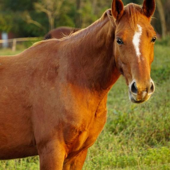 Carissa, a brown horse