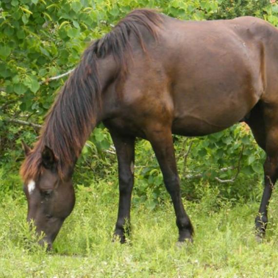 Chulita’s Beau, a dark brown horse left side