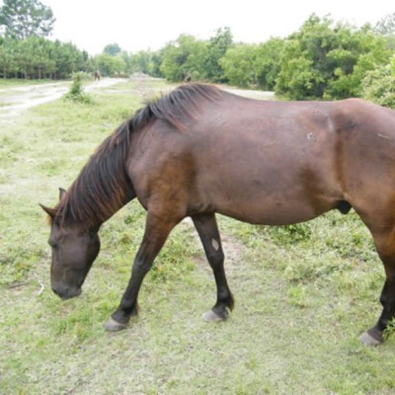 Chulita’s Beau, a dark brown horse eating grass