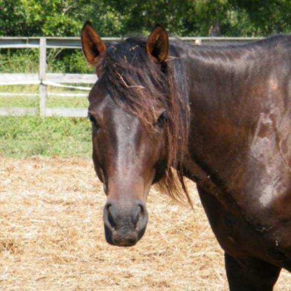 Cinch, a brown horse front