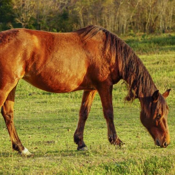 Clara, a brown horse in a field