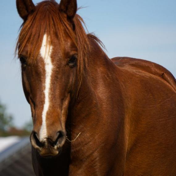 Cole, a brown horse in a field