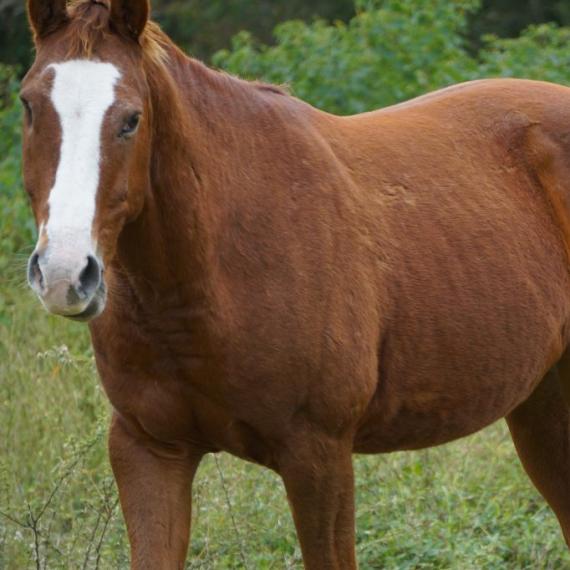 Dane, a brown horse in a field