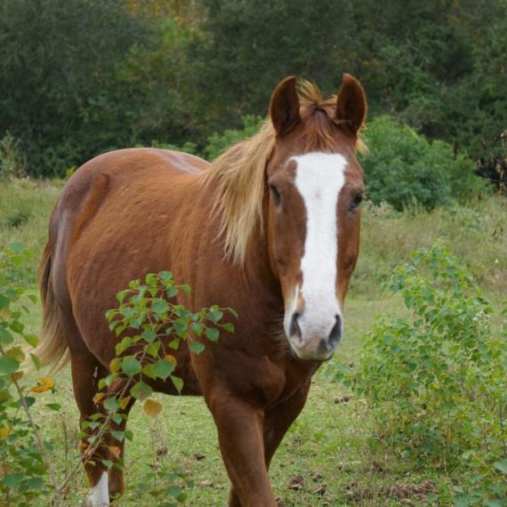 Dane, a brown horse in a field