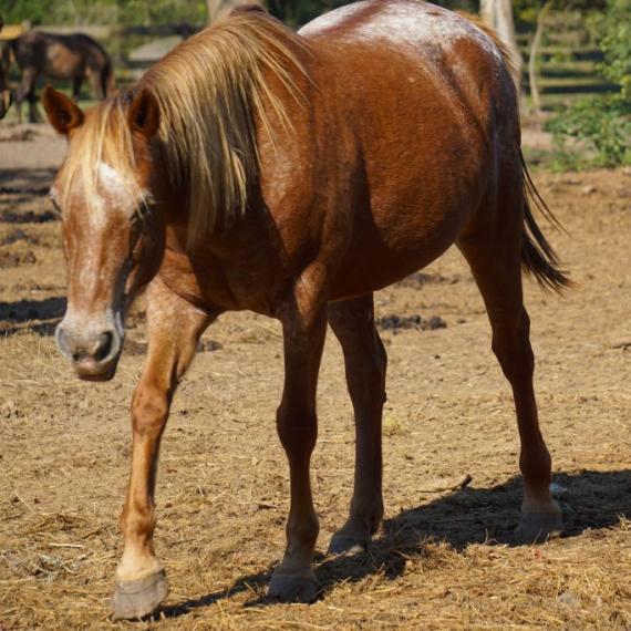 Ezri, a brown horse