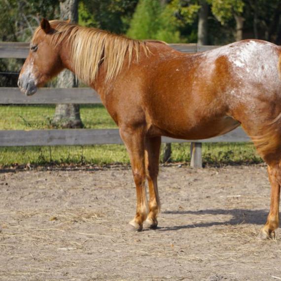 Ezri, a brown horse left