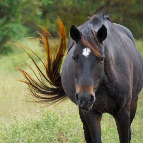 Flicka, a black horse in a field