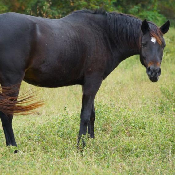 Flicka, a black horse in a field