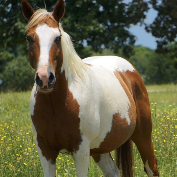 Grant, a paint horse in a field