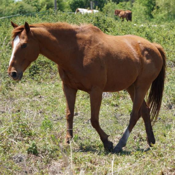 Jarad, a brown horse left side