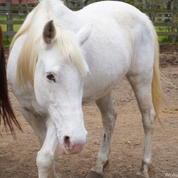 a white horse named Wolke