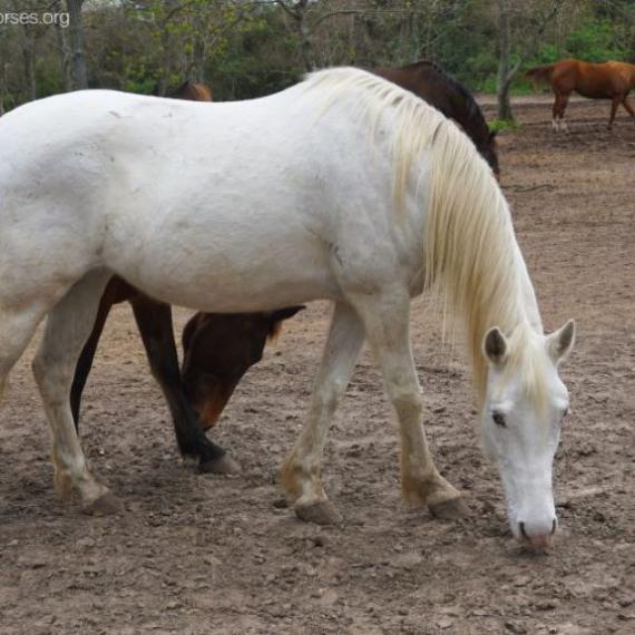 a white horse named Wolke