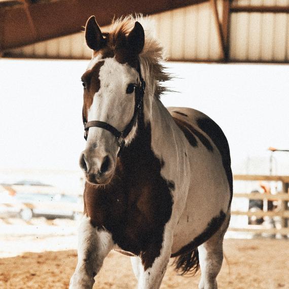 Ameera, beautiful paint horse