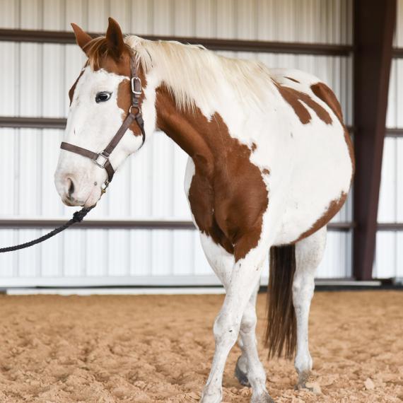 Ameera, beautiful paint horse