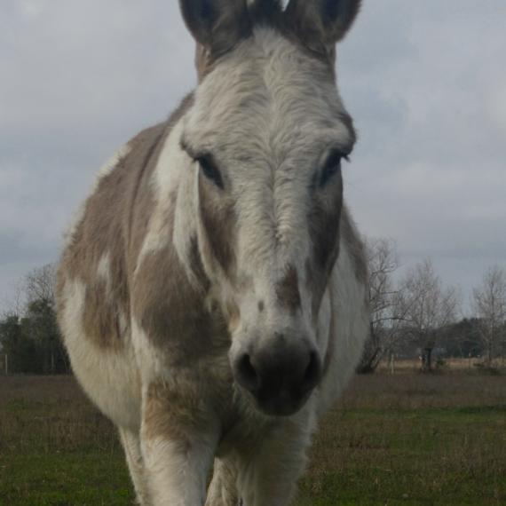 Applejack, Grey/White Bethlehem Donkey