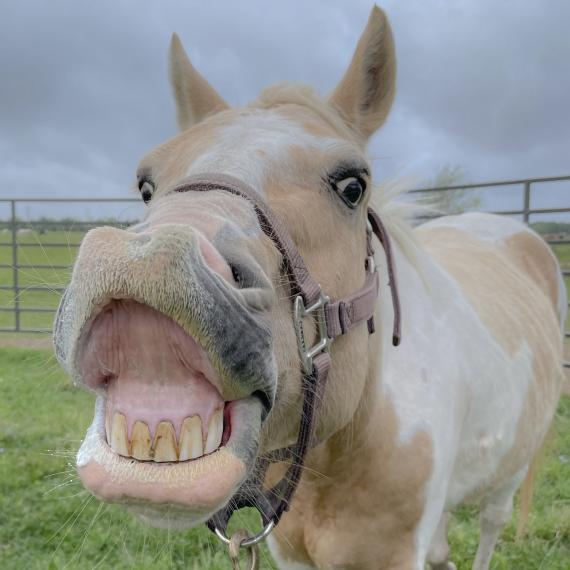 Casey, smiling horse.