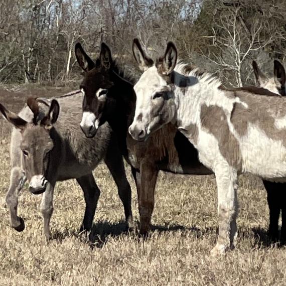 Hilary and friends, in pasture