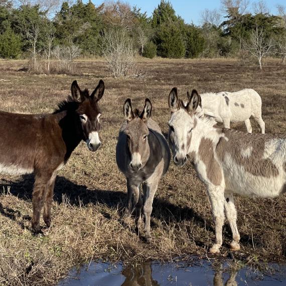 Applejack, and donkey friends