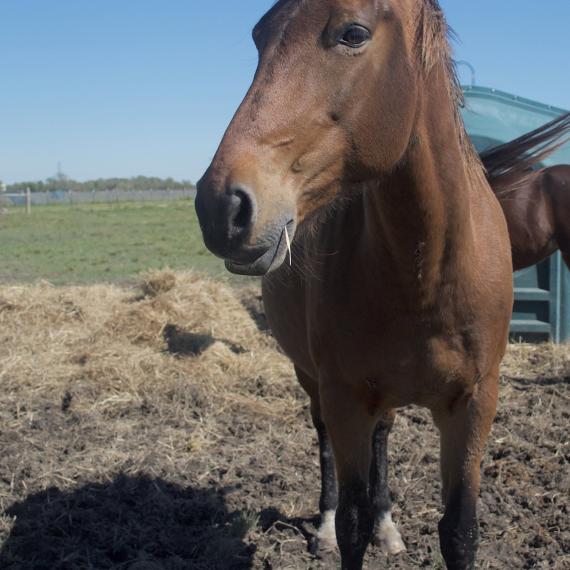 Freya, brown horse