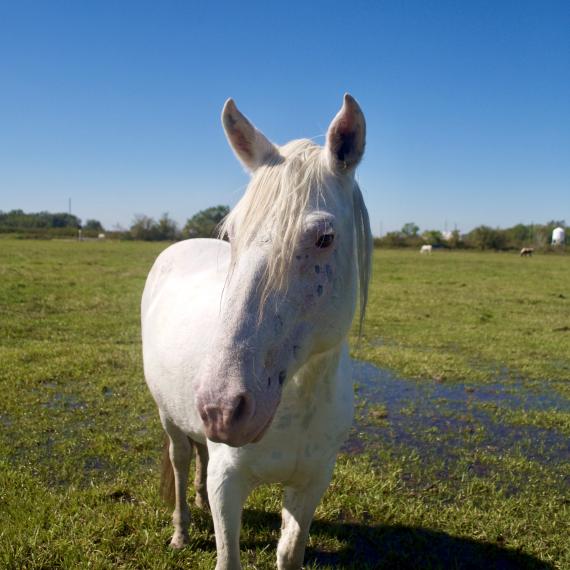 Genevieve, a white horse.