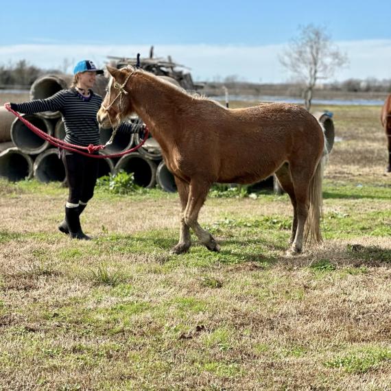 Kacie, a Palomino lunging with trainer