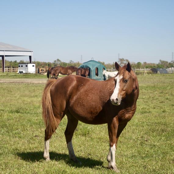Levi, a brown horse