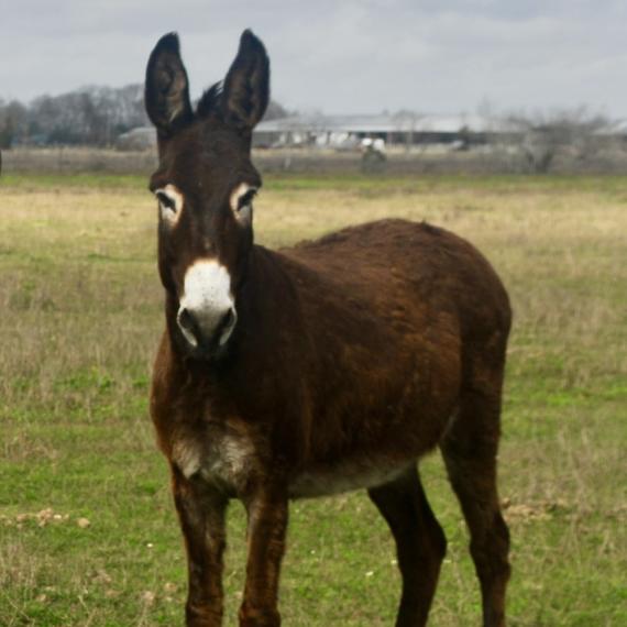 Mary, a dark brown donkey