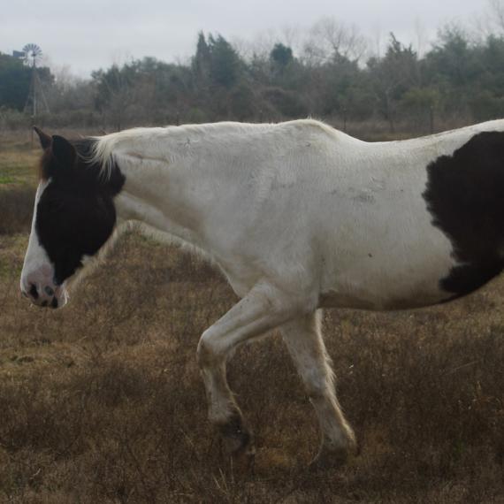 Rey, a beautiful paint mare