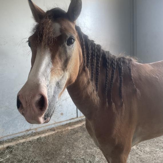 Mini, mare with braids