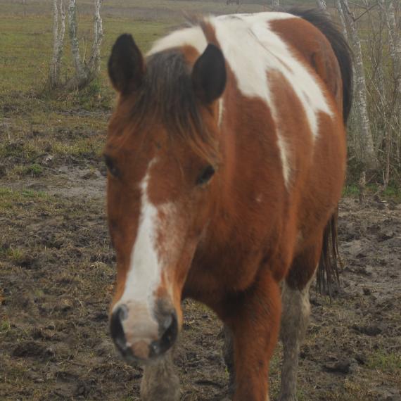 Comanche, Front view of Paint horse