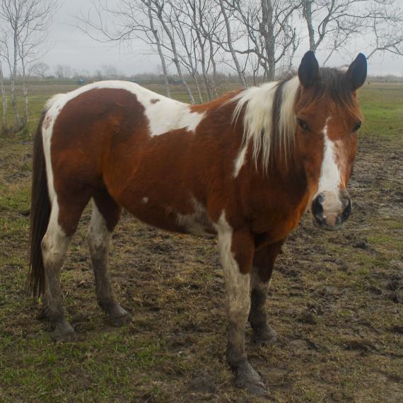 Comanche, side view of Paint horse