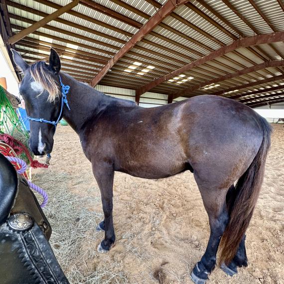 Gus, right side view of Quarter Horse