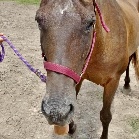 Mandi, Appaloosa horse sticking tongue out