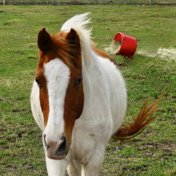 Nova, front photo of Paint mare