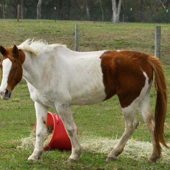 Nova, Paint mare with bucket of hay