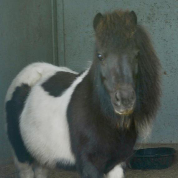 Tehya, mini Horse in the stall