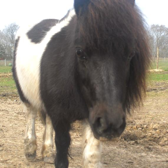Tehya, front photo of mini horse