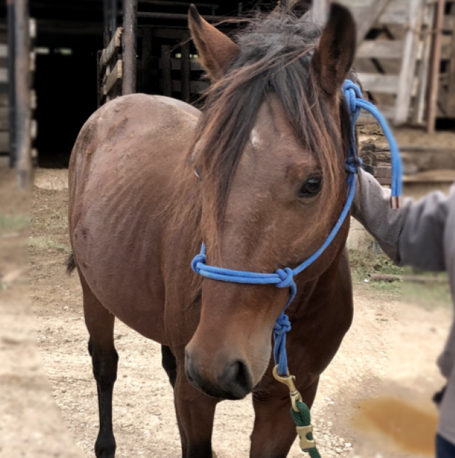 Zion, a brown horse