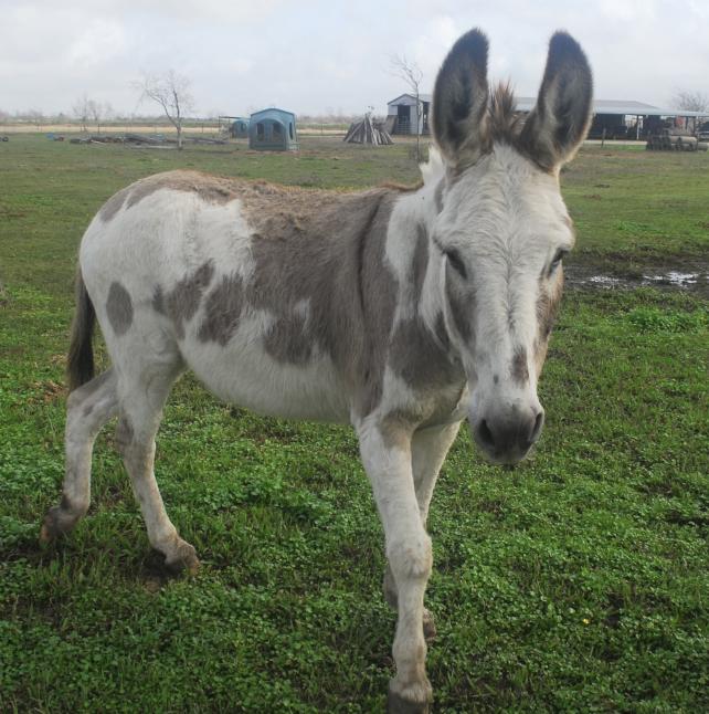 Applejack, Grey/White Bethlehem donkey
