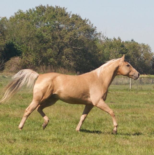 Brown Horse - Chad image 7
