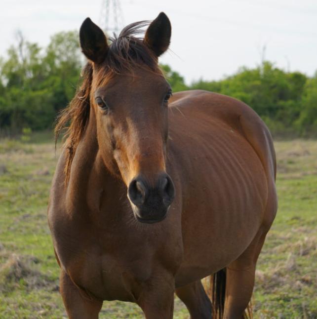 Cheeka, a brown horse