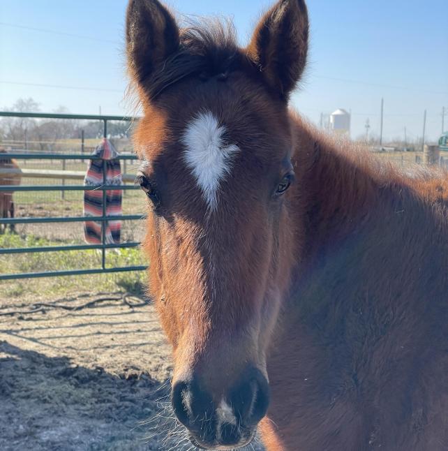 Chewy, a cute little Quarter Horse filly