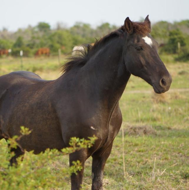 Chulita’s Beau, a dark brown horse