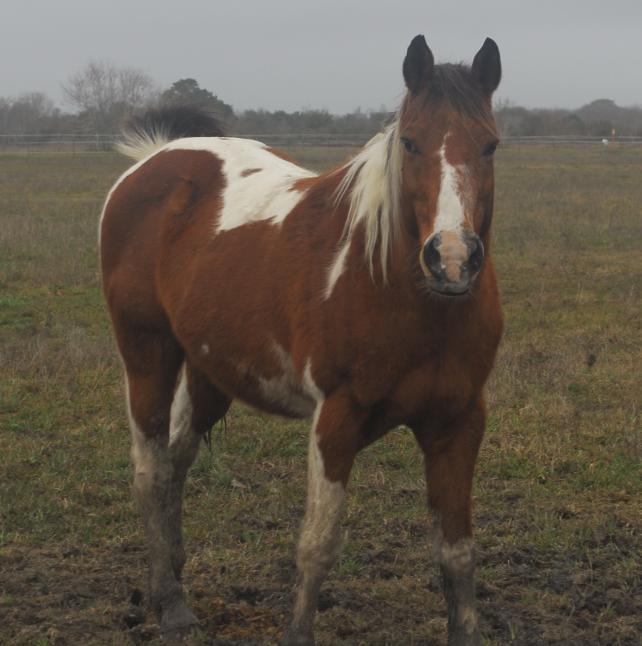 Comanche, a side view of a paint horse
