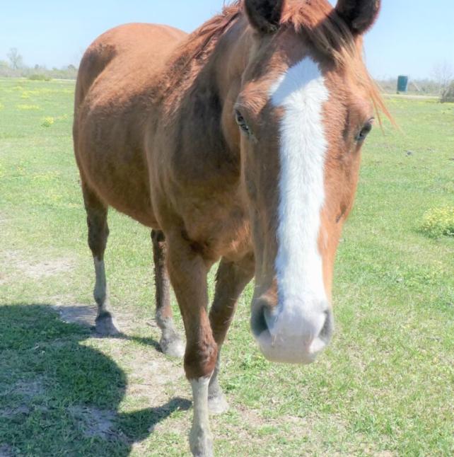 Brown Horse - Donatella image 2