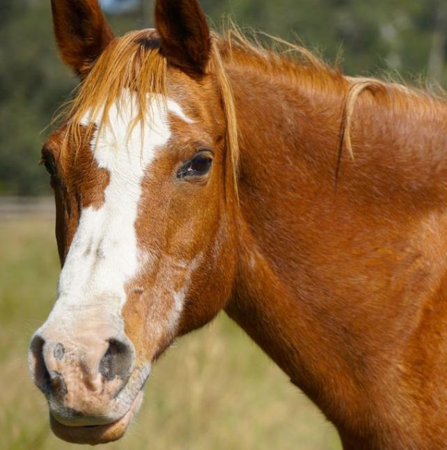 Elsie, a brown horse