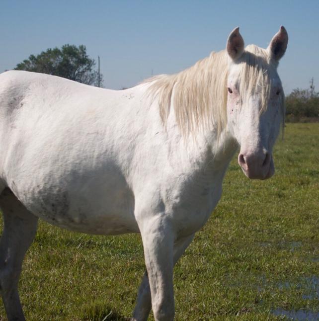 Genevieve, a white horse